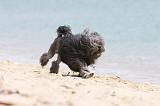 PETIT CHIEN LION 111